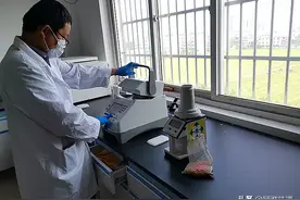 全省唯一！阜阳利用分子育种技术成功创制大豆新品种图片