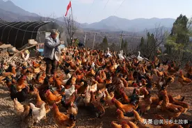 7旬农民大爷养山鸡被野生动物袭扰，请下不花钱保镖一举两得图片