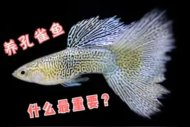 养孔雀鱼，最重要的是什么？这4点不能忽视，不然你养不好图片