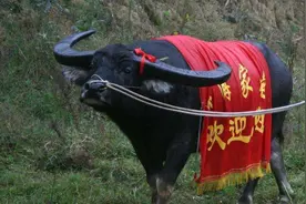 雷公山牛王为主人赢13万奖金，死后500人送葬，最高规格下葬图片