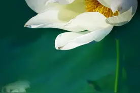 悠悠夏日长，人间有味是清凉图片