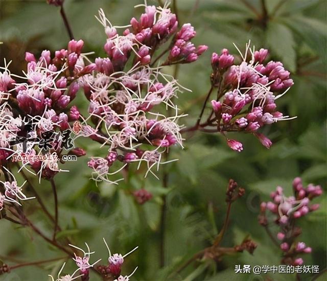 每日一中药——佩兰