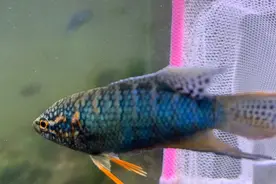 新手入坑斗鱼，这样养，避免死鱼图片