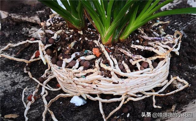 养君子兰、兰花，盆里加3料，白根粗壮，叶片挺拔，开花娇俏