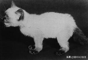 猫咪狗狗甲状旁腺｜结构功能以及激素调节，以及常见的疾病