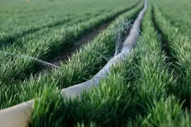 小麦浇水有不同，到底浇几遍水合适？听听农户怎么说图片