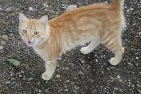 猫咪是怎样认出自己主人的？主要是靠这5个方面图片