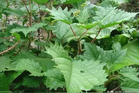 路边1种野草，人称“咬人草”，让人十分讨厌，却价值高作用多图片