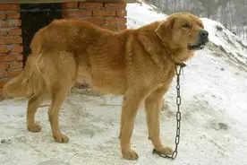 挑山的男人——狗王二战豺王（153）图片