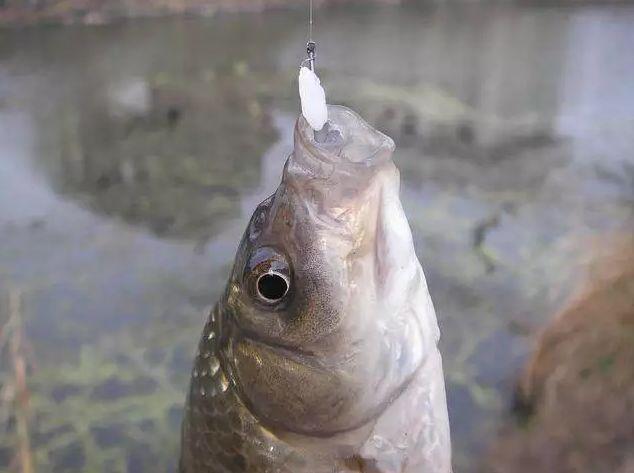 剩米饭钓鱼老是钓不到、钓不好，这几个细节没做到，当然效果不行