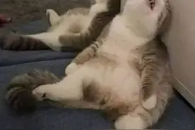 有个四川男朋友是什么样的体验?图片