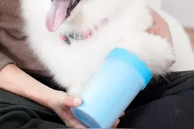 不买遗憾、买完后悔的6件狗狗用品，你都买过吗？图片