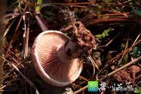 童年趣事——采蘑菇图片