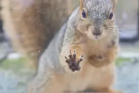 16张爆笑动物图片，感受不一样的幽默逗趣，拯救你的不开心图片