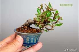 胡颓子盆景：它秃了，也变强了！山野小杂木，上盆是精品！图片