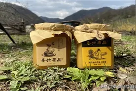 研究表明：蜂王的针比工蜂更“毒”！为什么蜂王宁死不主动攻击？图片