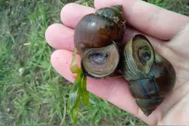 潮汕俗语：田螺为仔死图片