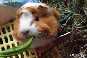 荷兰猪叫声，这叫声是饿了呢?图
