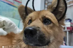 地狱恶犬小牛奶，萌帅萌帅的图片