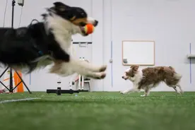 敏捷训练并不只是品种犬专属，它有五个好处，值得主人去尝试一下图片