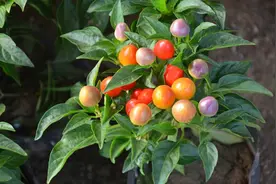 一盆蔬菜养得五颜六色，这就是五彩辣椒，好养好看结果多图片