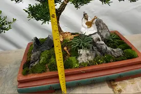 美丽的黄杨盆景，好货大家都懂图片