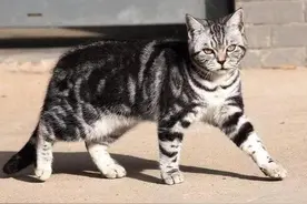 虎斑猫和美短的区别，肉眼可见的区别差异图片