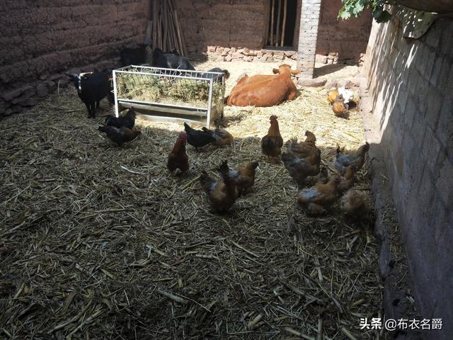 家禽“蛋白质-氨基酸”辩证关系及缺乏症防治