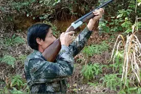 江西民间组织连续15年捕杀野猪，每年至少杀300头，为何不犯法？图片