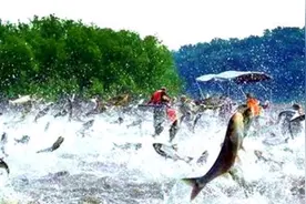 多国鲤鱼泛滥成灾，长得硕大无比却没人敢吃，专家提议：投毒治理图片