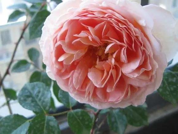 强香月季品种有哪些(大花强香月季品种)_牧林森宠物网