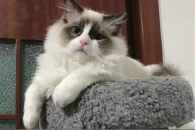 布偶猫溜出家门和流浪猫谈恋爱，主人悲痛欲绝，生娃后又喜笑颜开图片