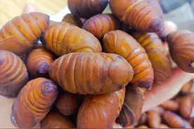 它们是农村一"宝"，每天吃一把胜吃十副补药图片