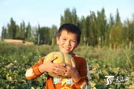 轮台“老汉瓜”成村民“致富瓜”图片