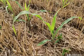 玉米田最好用的几个除草剂，除草干净，对玉米又安全图片