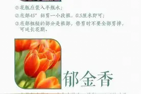 三十种常见鲜花的养护技巧图片