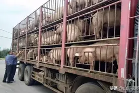 4月1日起，我国活猪不能异地调运了？不是的，是这样规定的图片