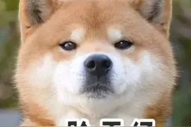 “yellow是黄色，dog是狗，“a yellow dog千万别翻译成黄色狗图片