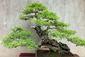 春天养棵黄荆，经过这几个步骤，培养成古朴苍劲的盆景图片