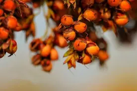 关于十二香型白酒工艺和渊源简析图片