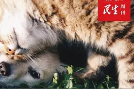 7天费用超千元！宠物民宿“一房难求”图片