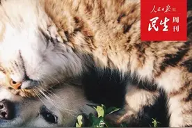 7天费用超千元！宠物民宿“一房难求”图片