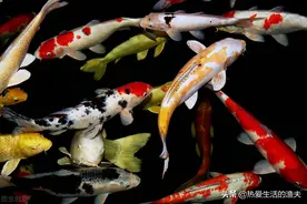 锦鲤不爱游动，状态发蔫，萎靡不振，精神头儿不足怎么办？图片