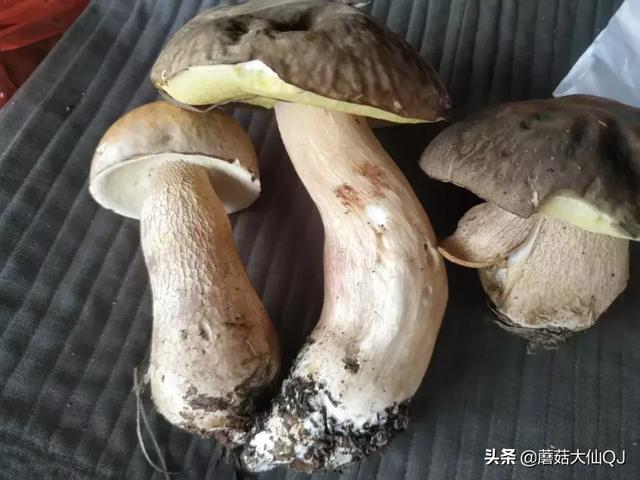 楚雄市南华县舌尖盛宴——菌子大全