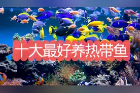十大好养的热带鱼，看看你养过几种？图片