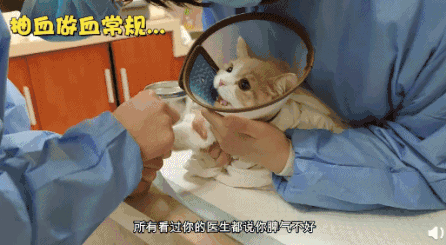 “全网最暴躁猫咪”火上热搜，网友：打个针骂了整个医院图片
