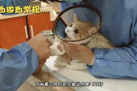 “全网最暴躁猫咪”火上热搜，网友：打个针骂了整个医院图片