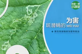 黄瓜染上斑潜蝇怎么办？图片