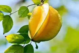 绘画~彩铅丨彩铅画水果之杨桃，鲜艳欲滴，太真实图片