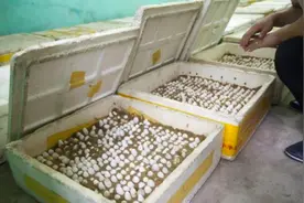 “中国第一蛇村”！150户人家养数百万条蛇，为何鲜有年轻人继承图片